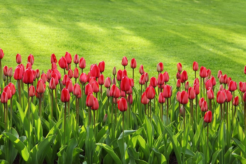 Spring Planting
