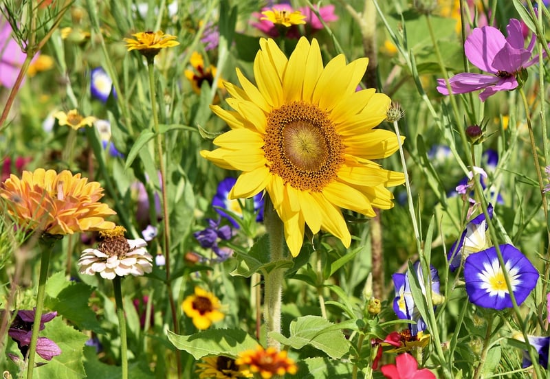Permaculture Garden