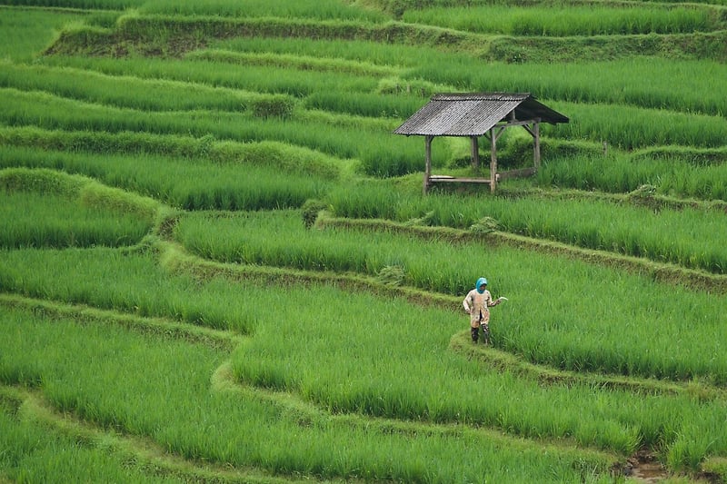 Rooftop Farm