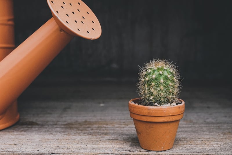 Watering can with plants